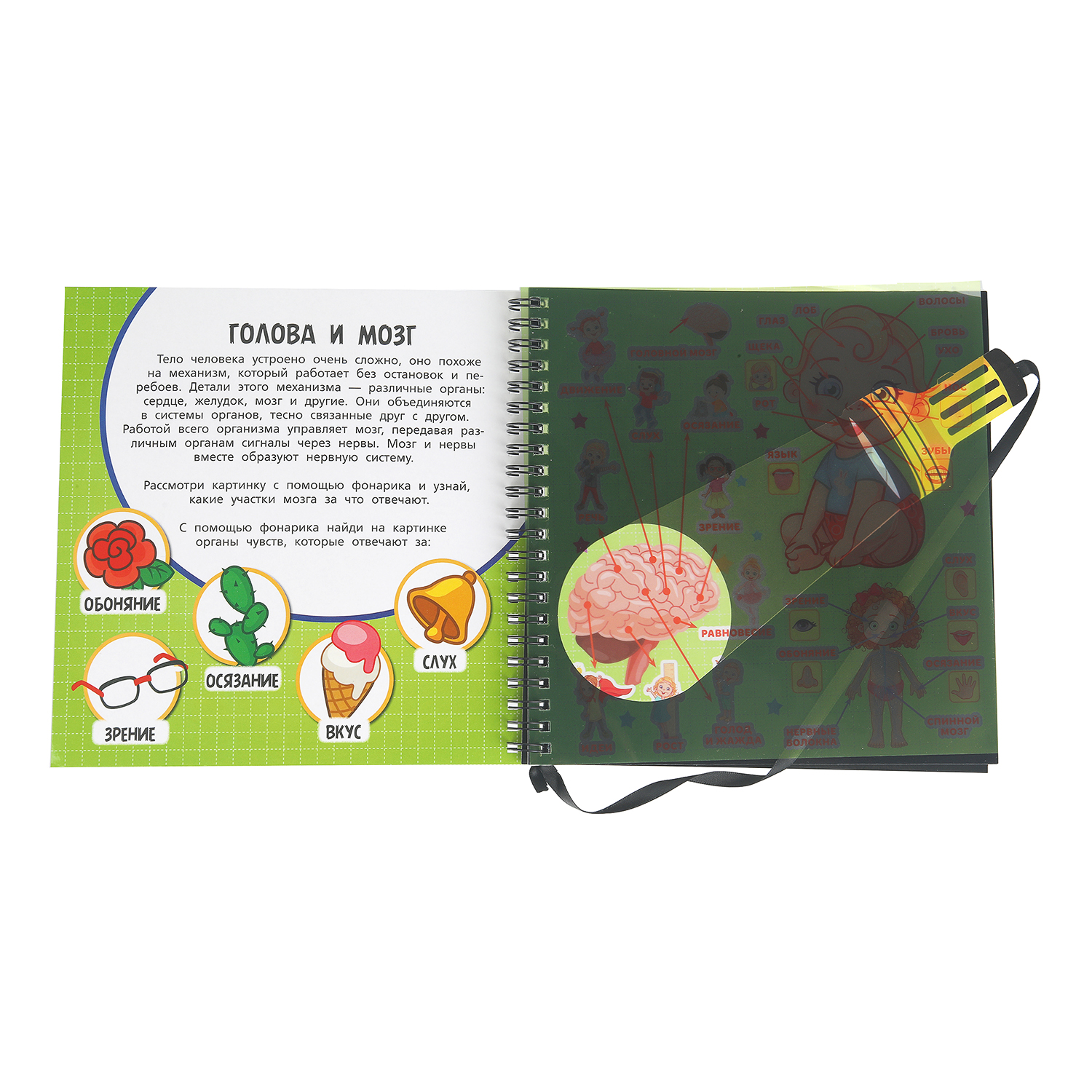 Книга Изучаем тело человека с фонариком - фото 3