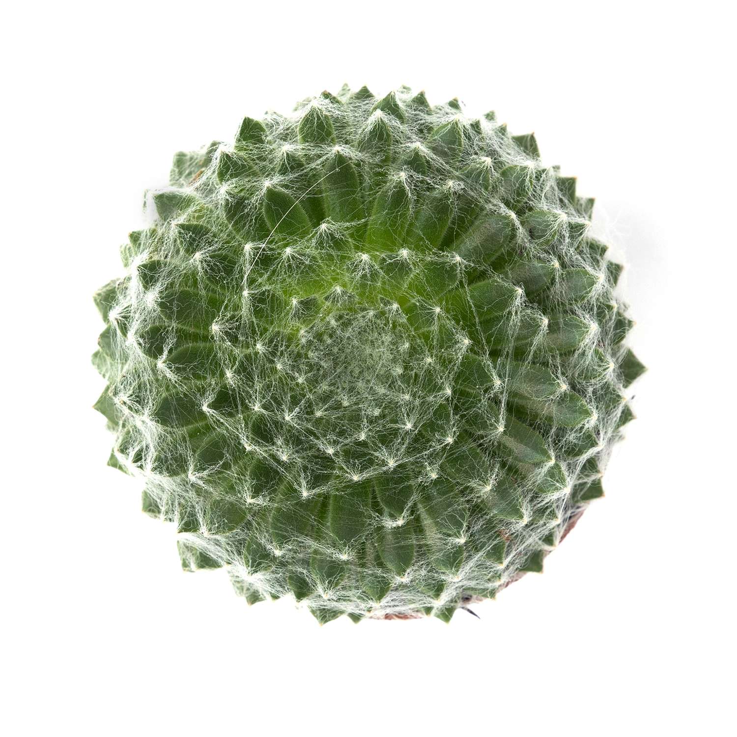 Растение ЕТК Суккуленты D5.5 в ассортименте - фото 4