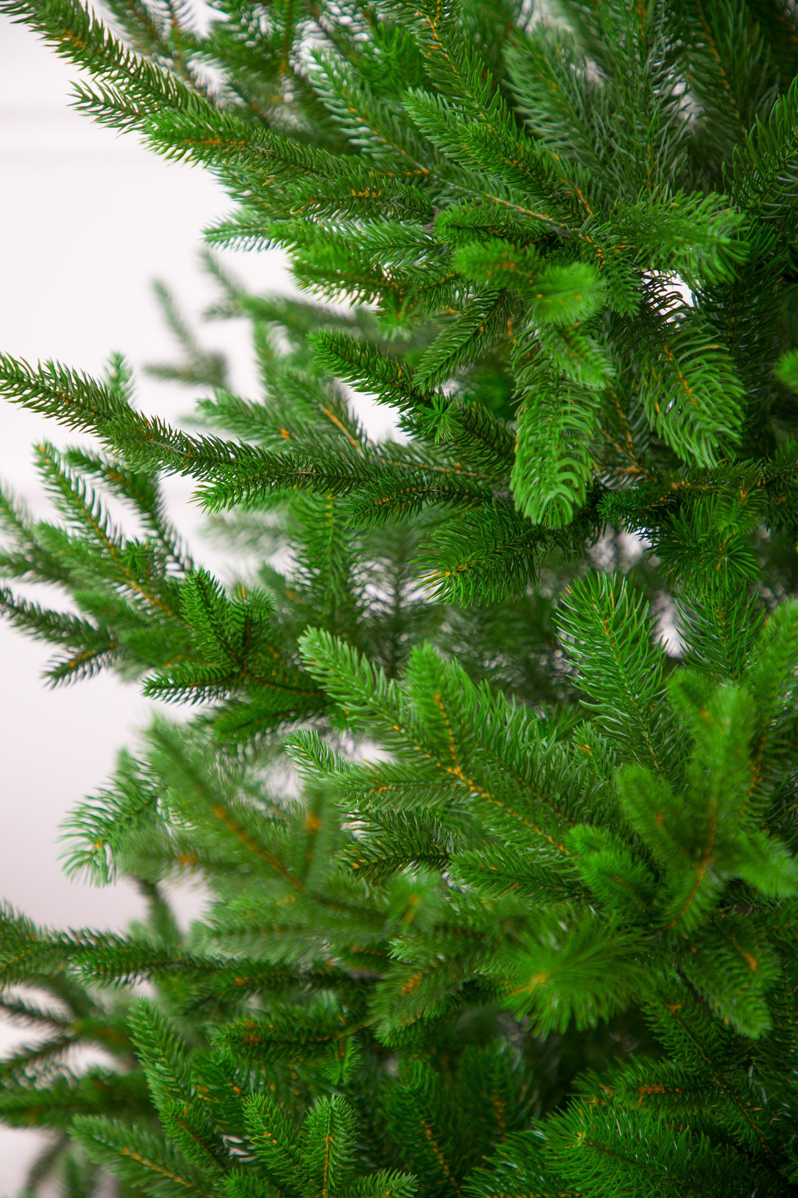 Ель "20 век" Премиум Империя Ёлок 240 см - фото 4