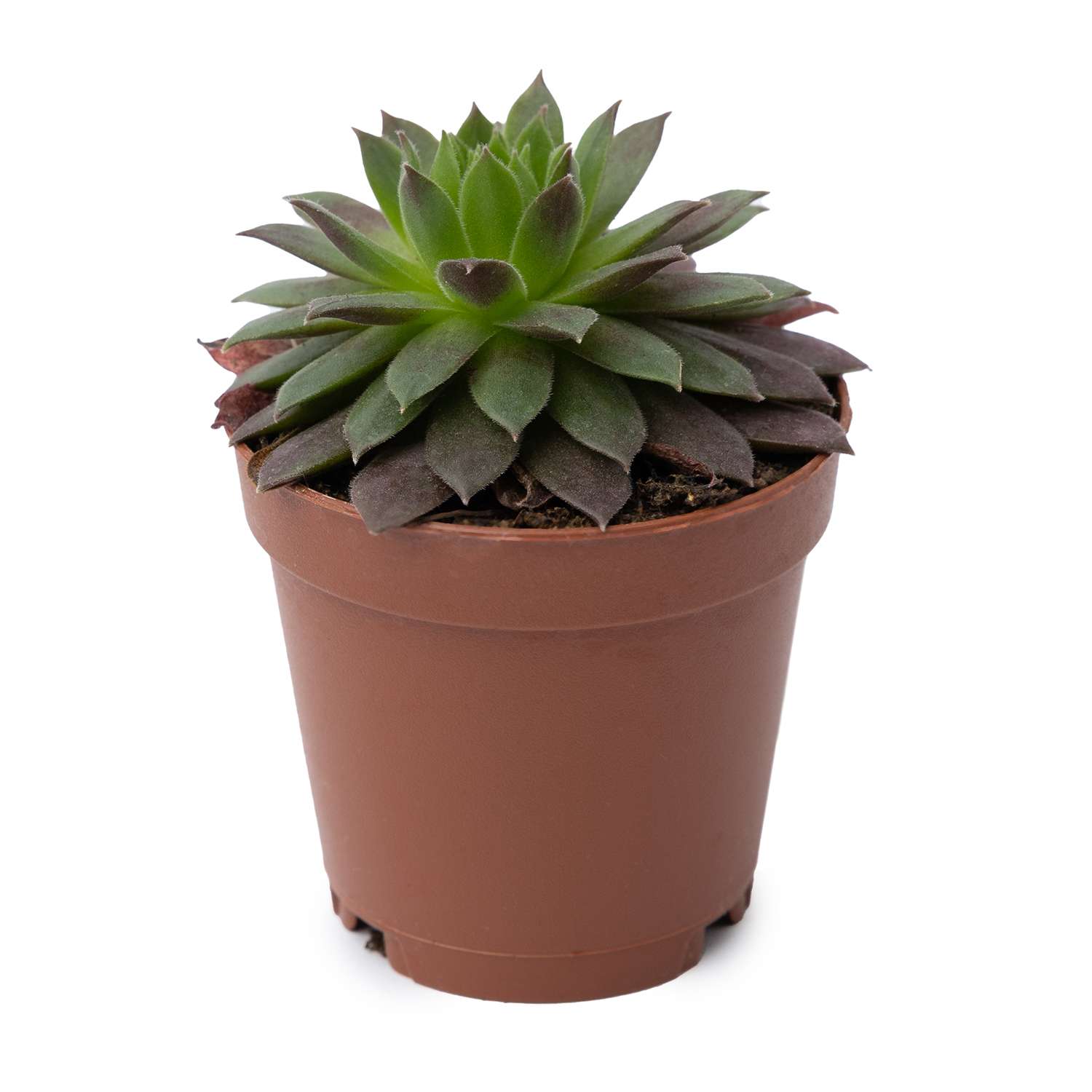 Растение ЕТК Суккуленты D5.5 в ассортименте - фото 17