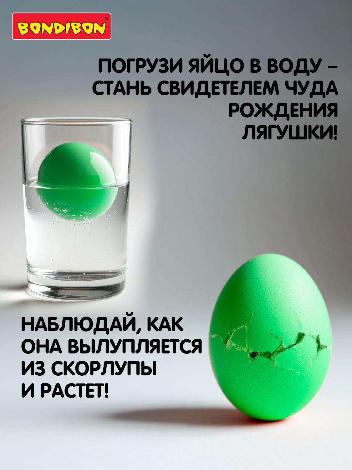 Набор для выращивания Bondibon Вырасти Лягушку в яйце - фото 2