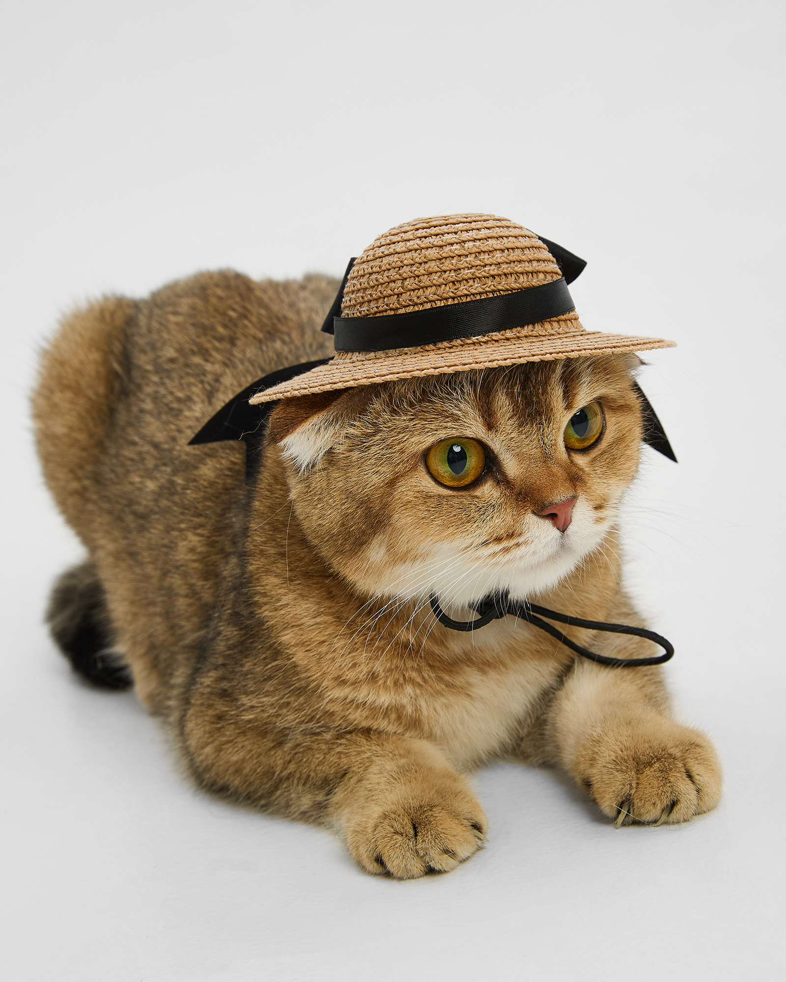 Панама для собак Зоозавр - фото 7