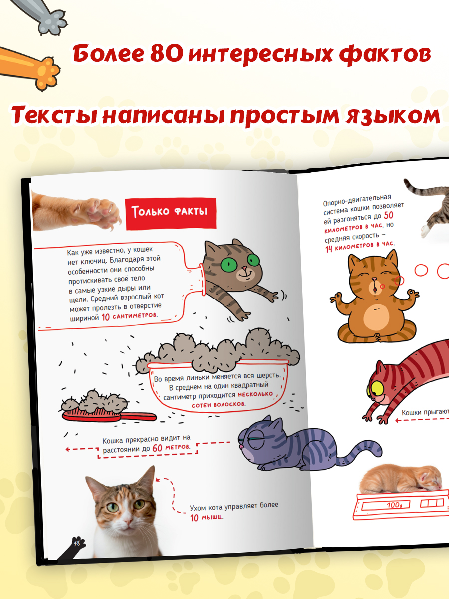 Книга Проф-Пресс детская энциклопедия Кошки. Большие секреты маленьких хищников - фото 4
