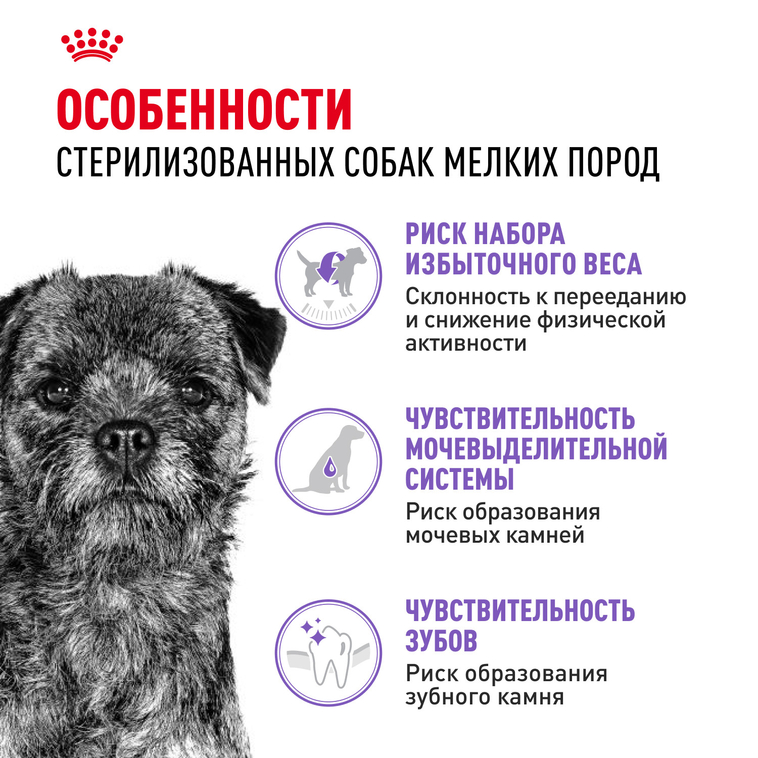 Корм для собак ROYAL CANIN Mini Sterilised стерилизованных 3кг - фото 2