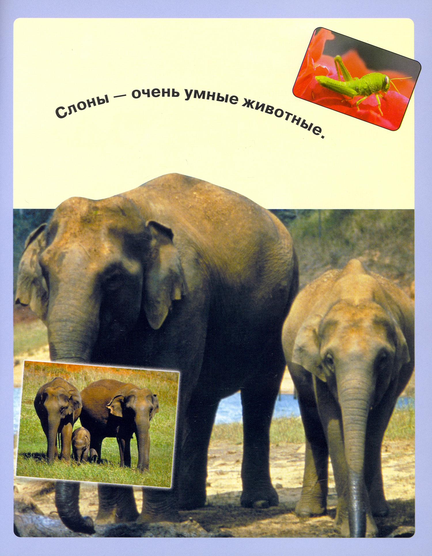 Книга Лабиринт Читай играй наклеивай Животные Синяя - фото 6