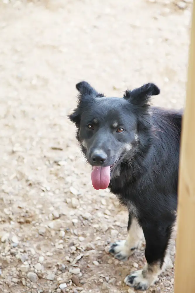 Собака Кэтрин - фото 4