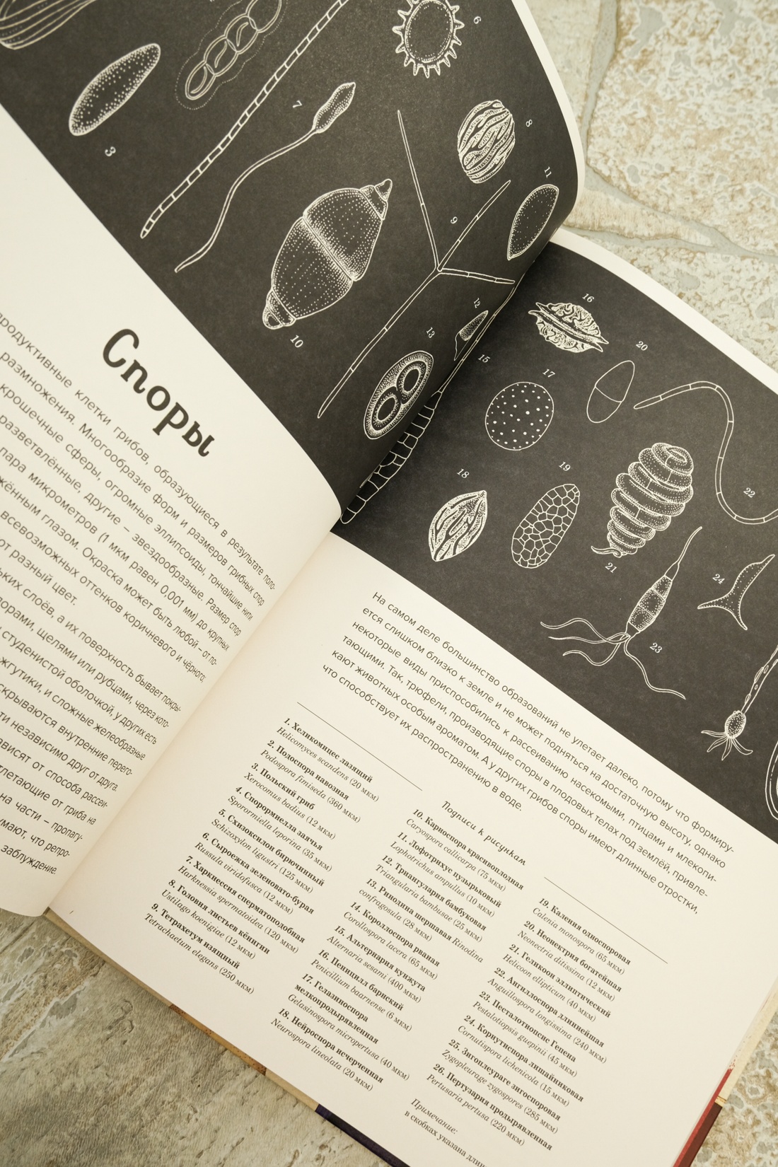 Книга Махаон Энц. Хауксворт Д. Л., Сьюз Л. М., Кой П. В., Грибариум - фото 6