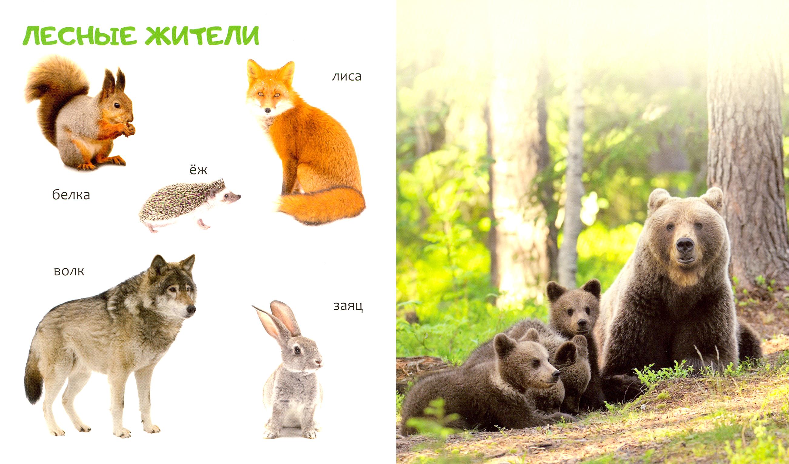 Книга Качели Животные - фото 5