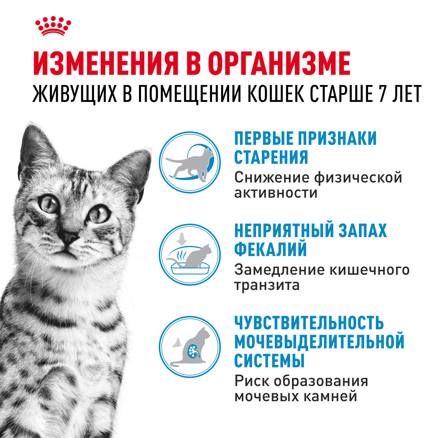 Корм сухой для кошек ROYAL CANIN Indoor 400г пожилых кошек постоянно проживающих в помещении - фото 2