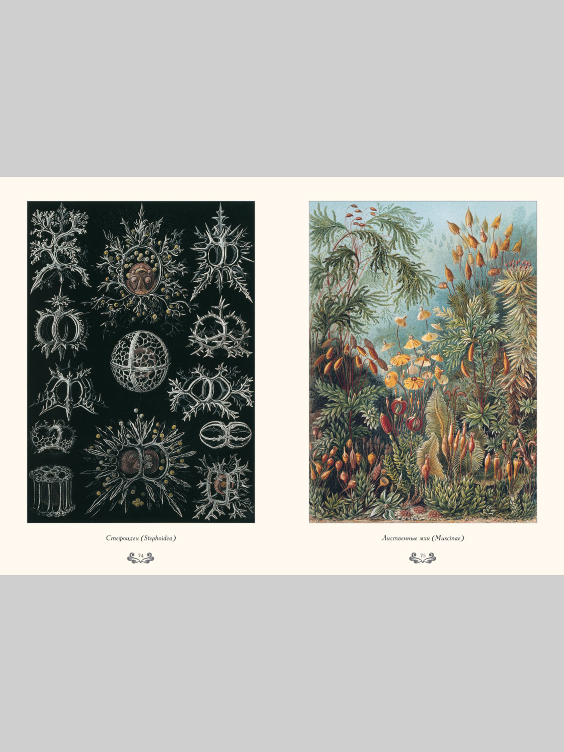 Книга Белый город Красота форм в природе. Э. Геккель (Великие полотна) - фото 11