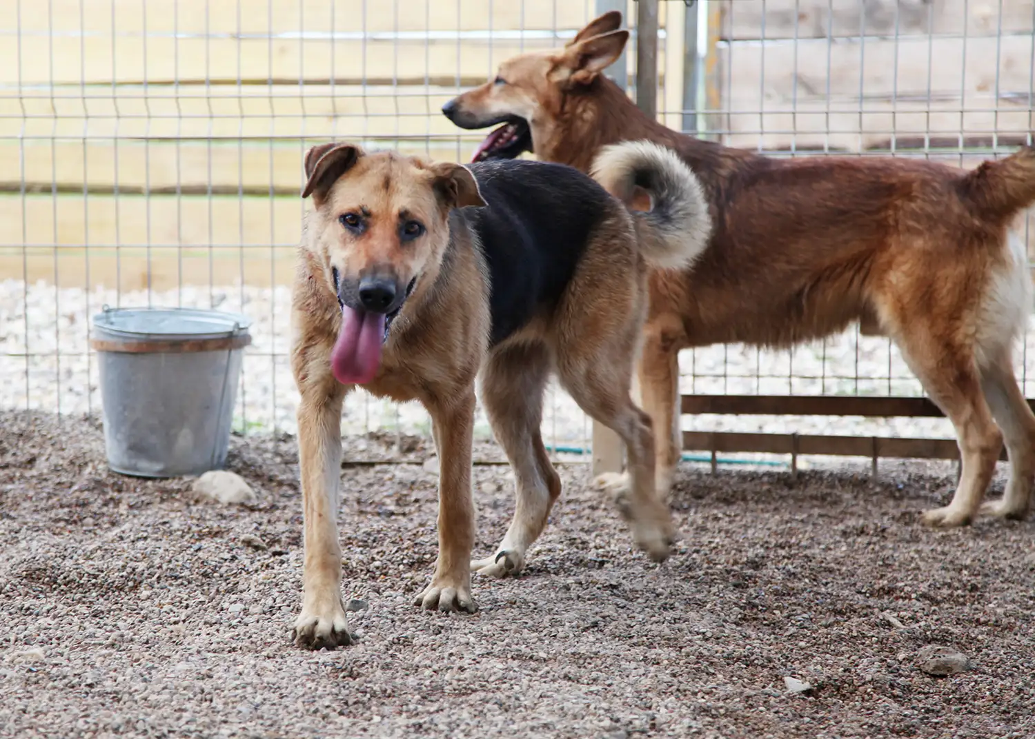 Собака Ягодка - фото 3