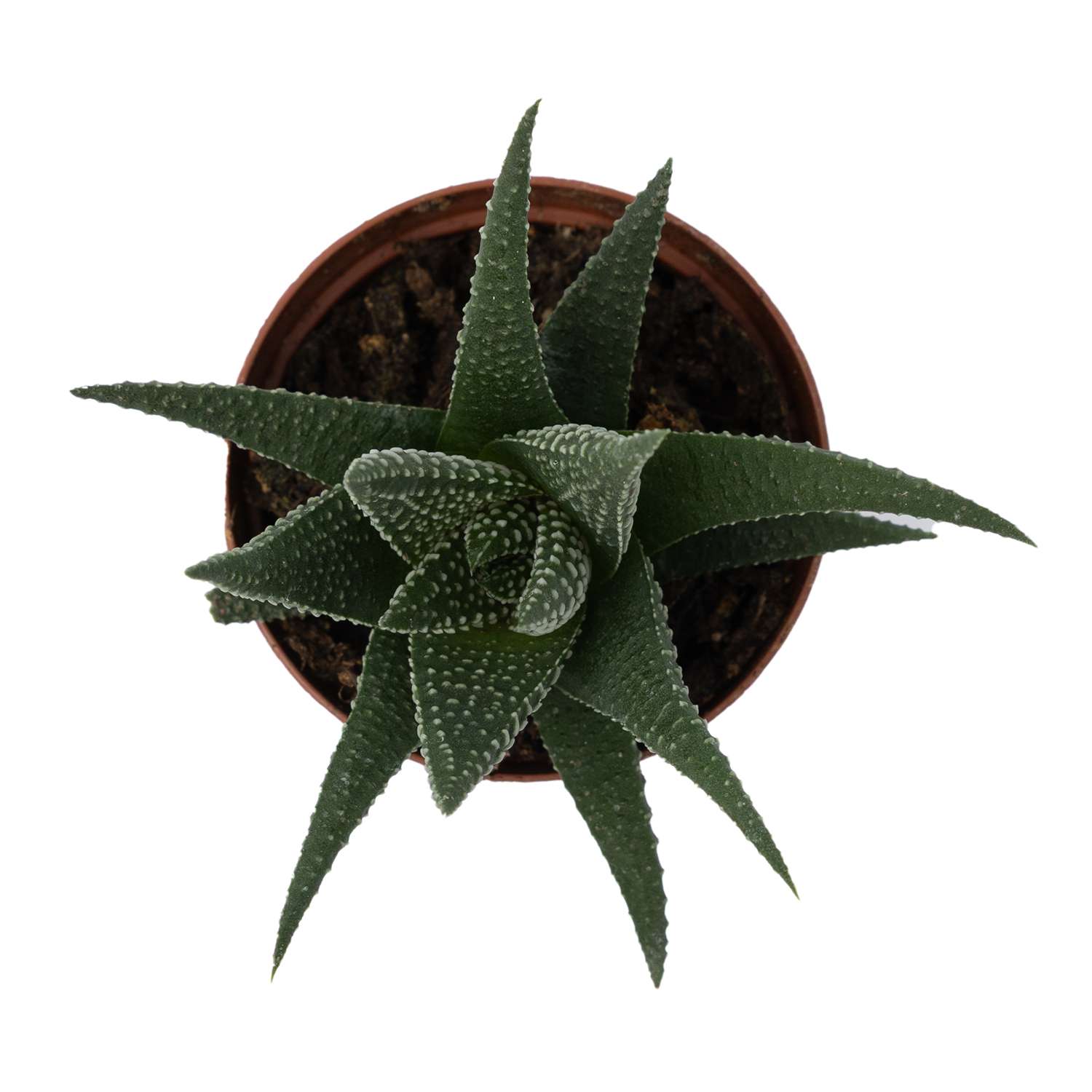 Растение ЕТК Суккуленты D5.5 в ассортименте - фото 16