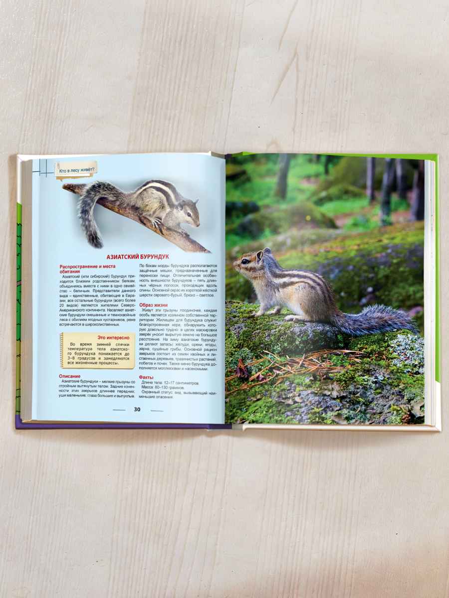 Книга Проф-Пресс Энциклопедия для детей. Кто в лесу живёт? - фото 6