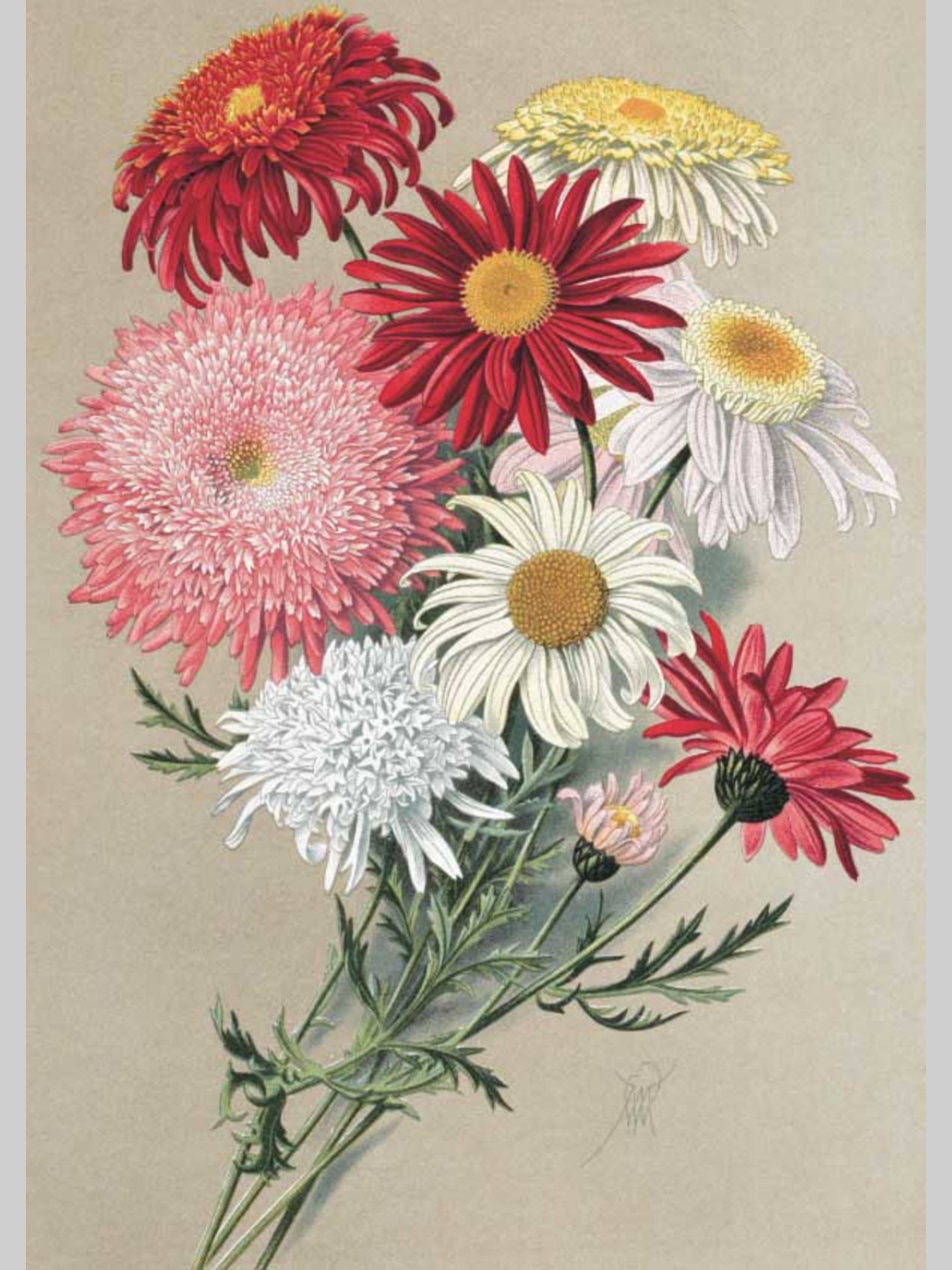 Набор открыток Белый город Садовые многолетники почтовые для посткроссинга - фото 4