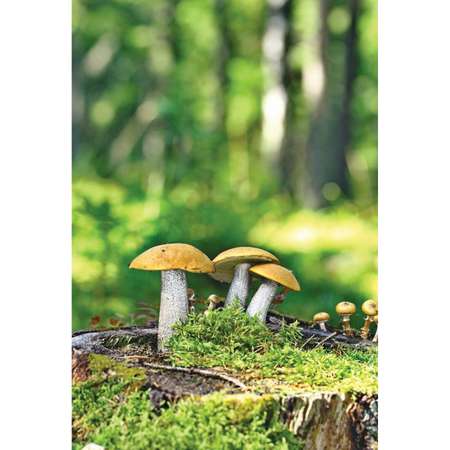Книга Эксмо Грибы. Краткий иллюстрированный справочник