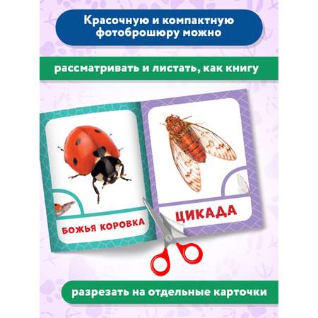 Книга Феникс Премьер Насекомые. Фотоброшюра 0+