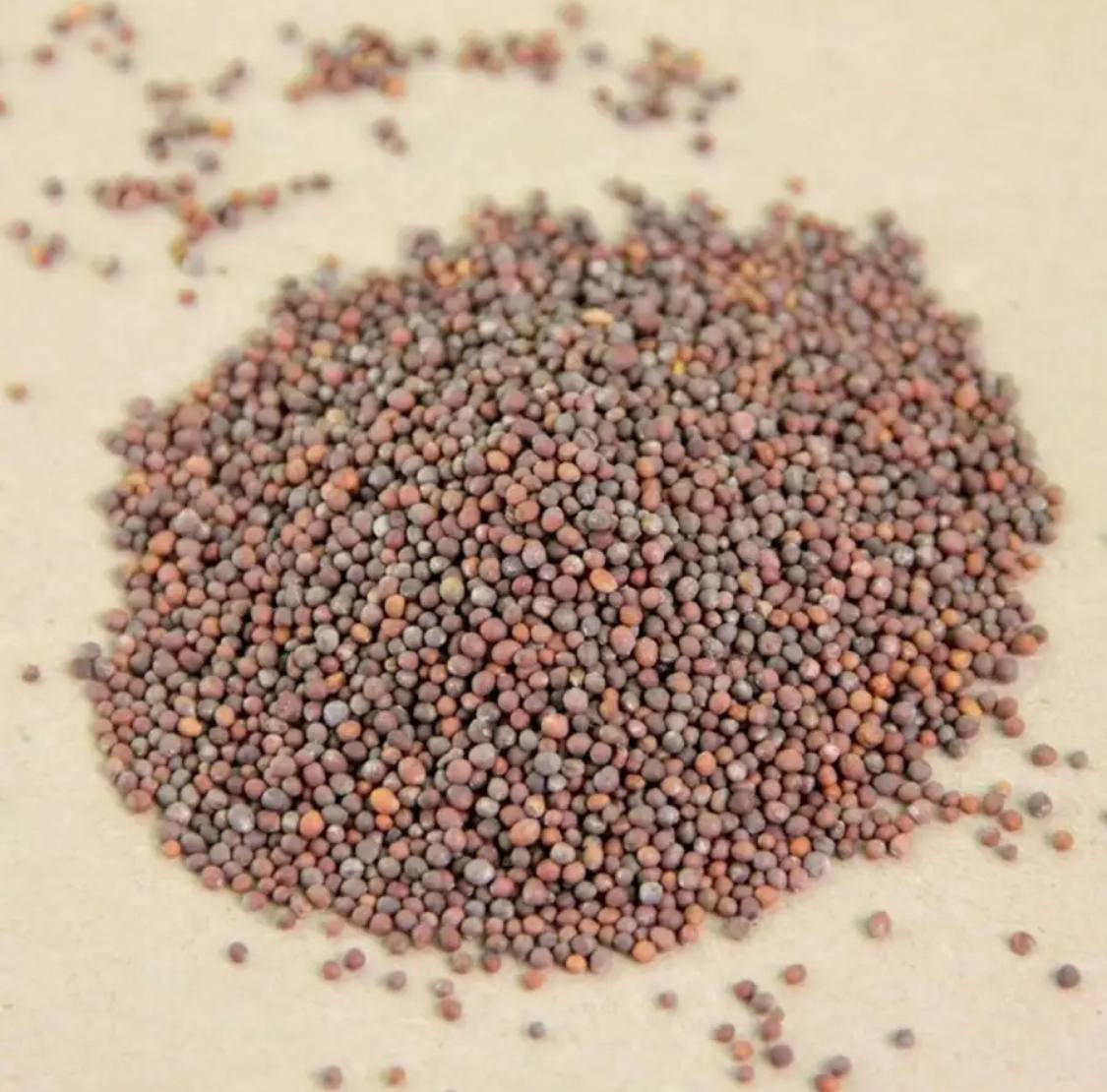 Семена для микрозелени MegaMedia брокколи - фото 2