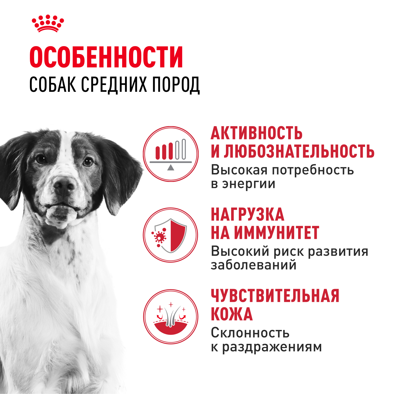 Корм для собак ROYAL CANIN средних пород 3кг - фото 2