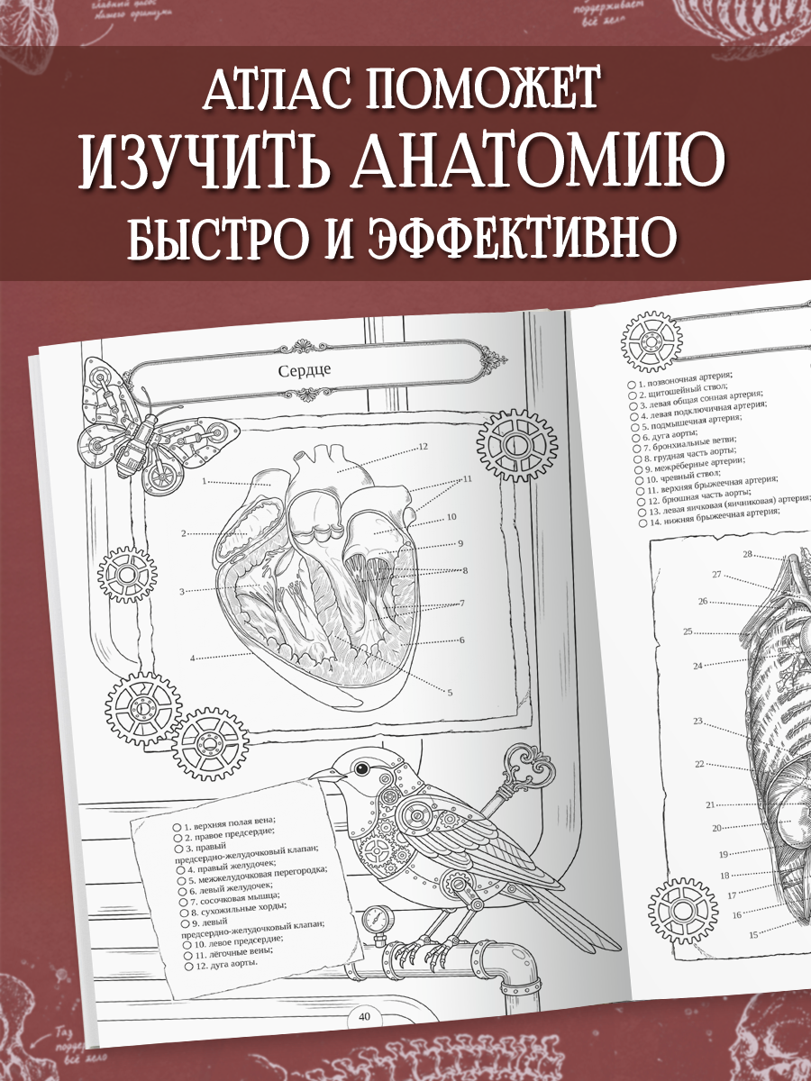 Раскраска-атлас Проф-Пресс Анатомия человека - фото 4