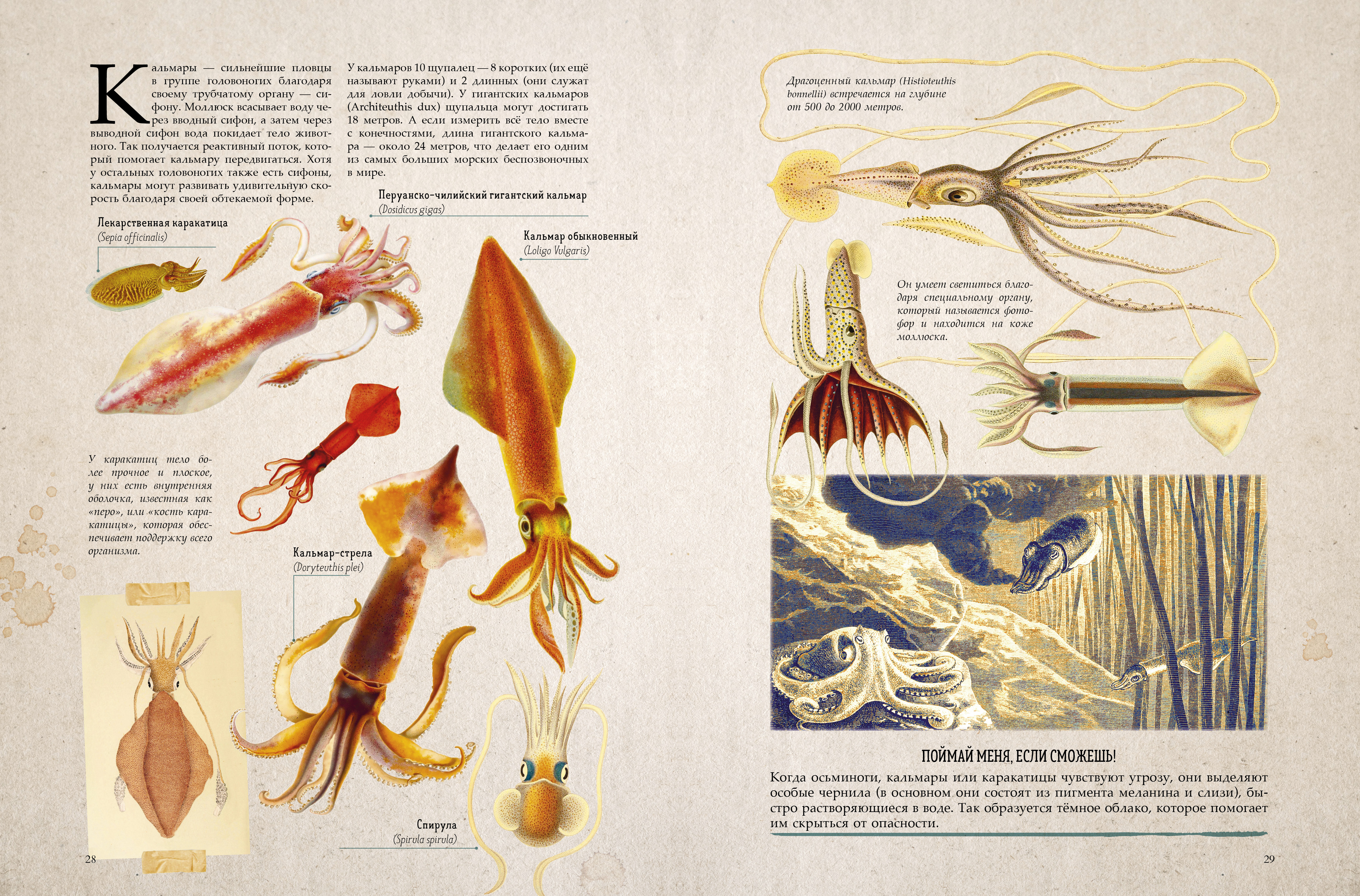 Книга Clever Удивительные энциклопедии - фото 5