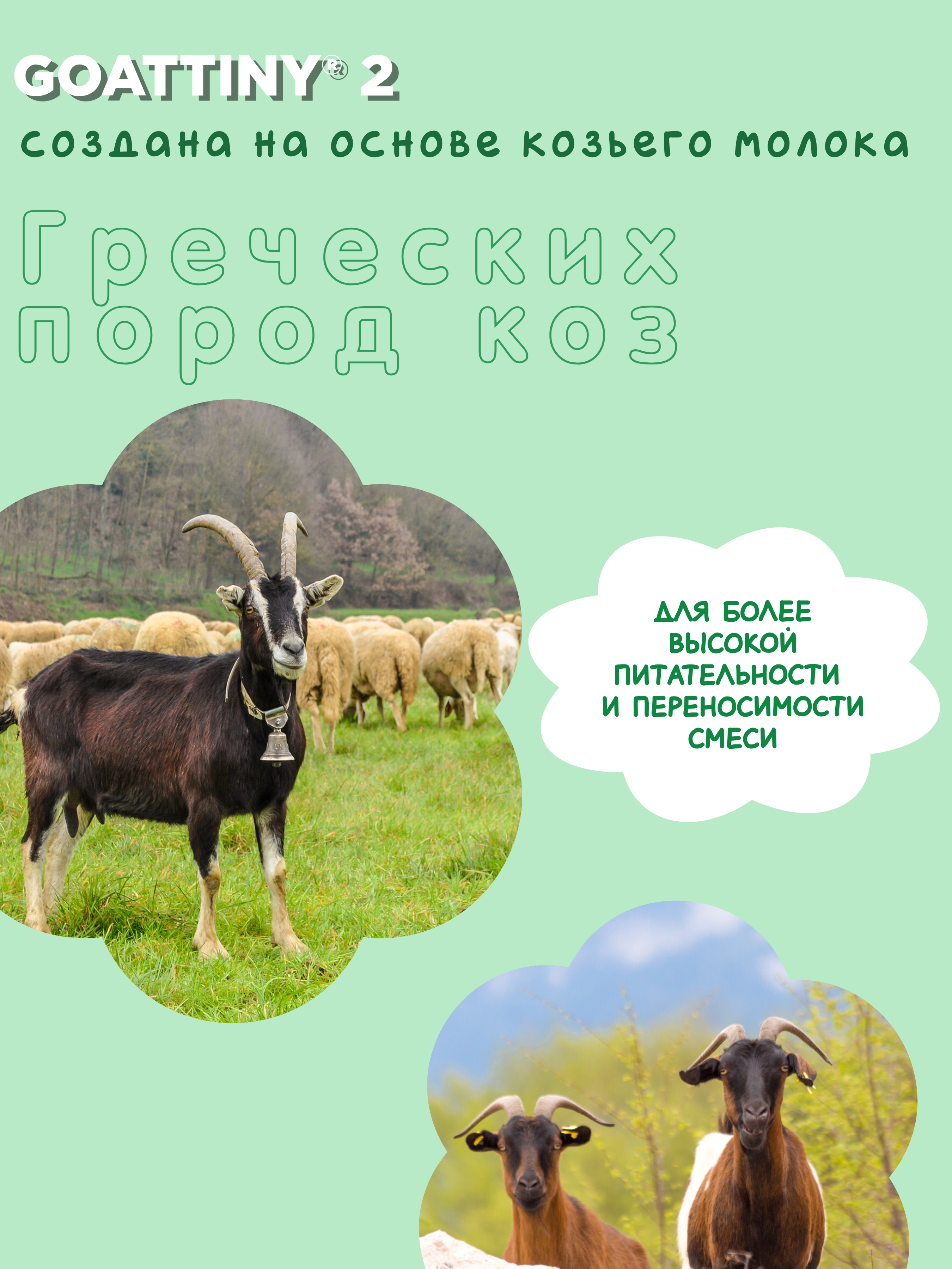 Смесь молочная Goattiny 2 - фото 5