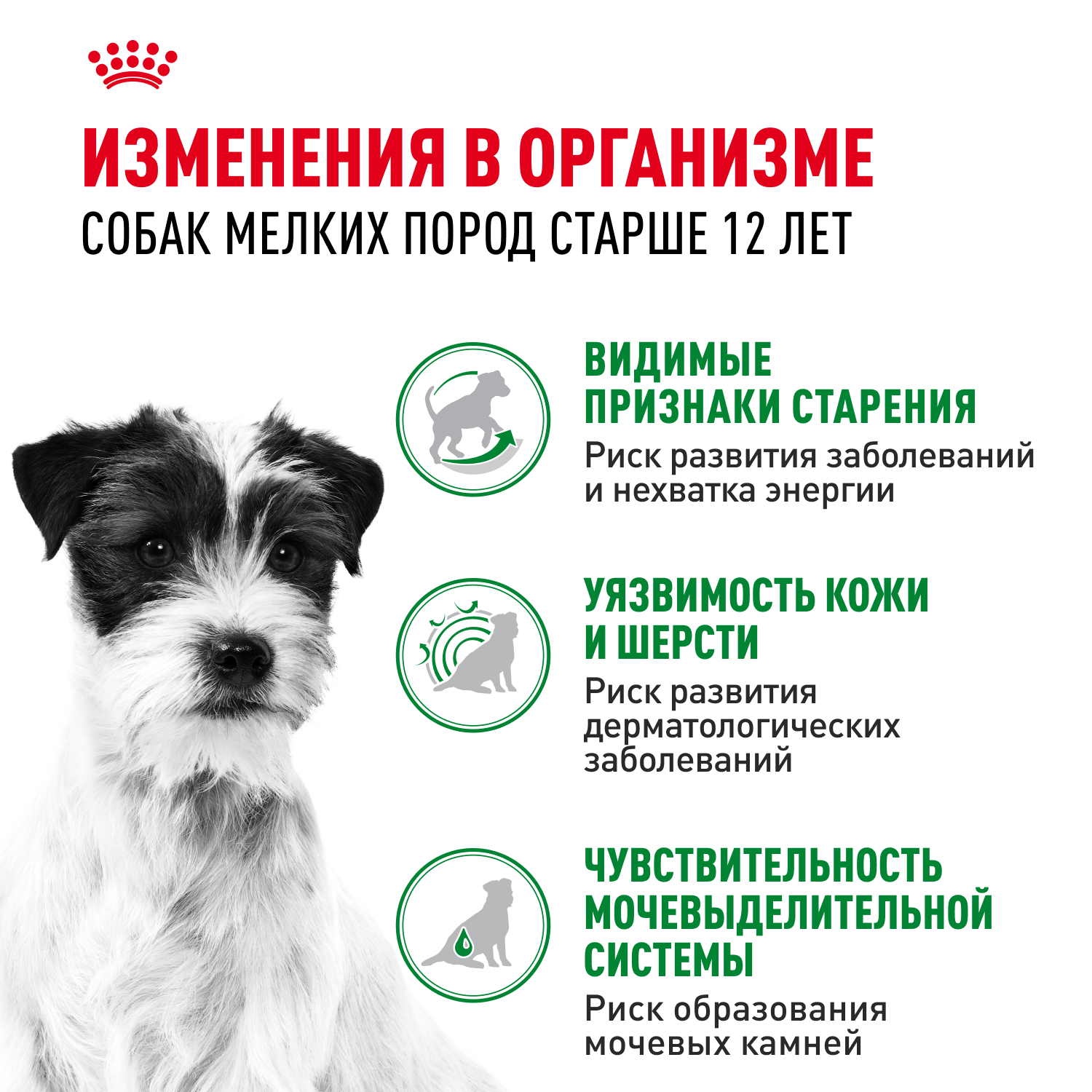 Корм для собак ROYAL CANIN Mini Ageing 12+ для стареющих собак мелких размеров 85г - фото 2