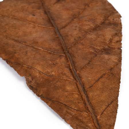 Листья индийского миндаля CaribSea Betta Leaf 3шт 00650