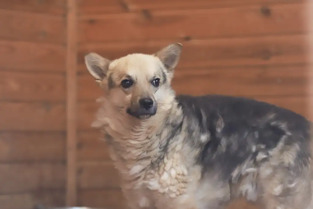 Собака Дарик - фото 3