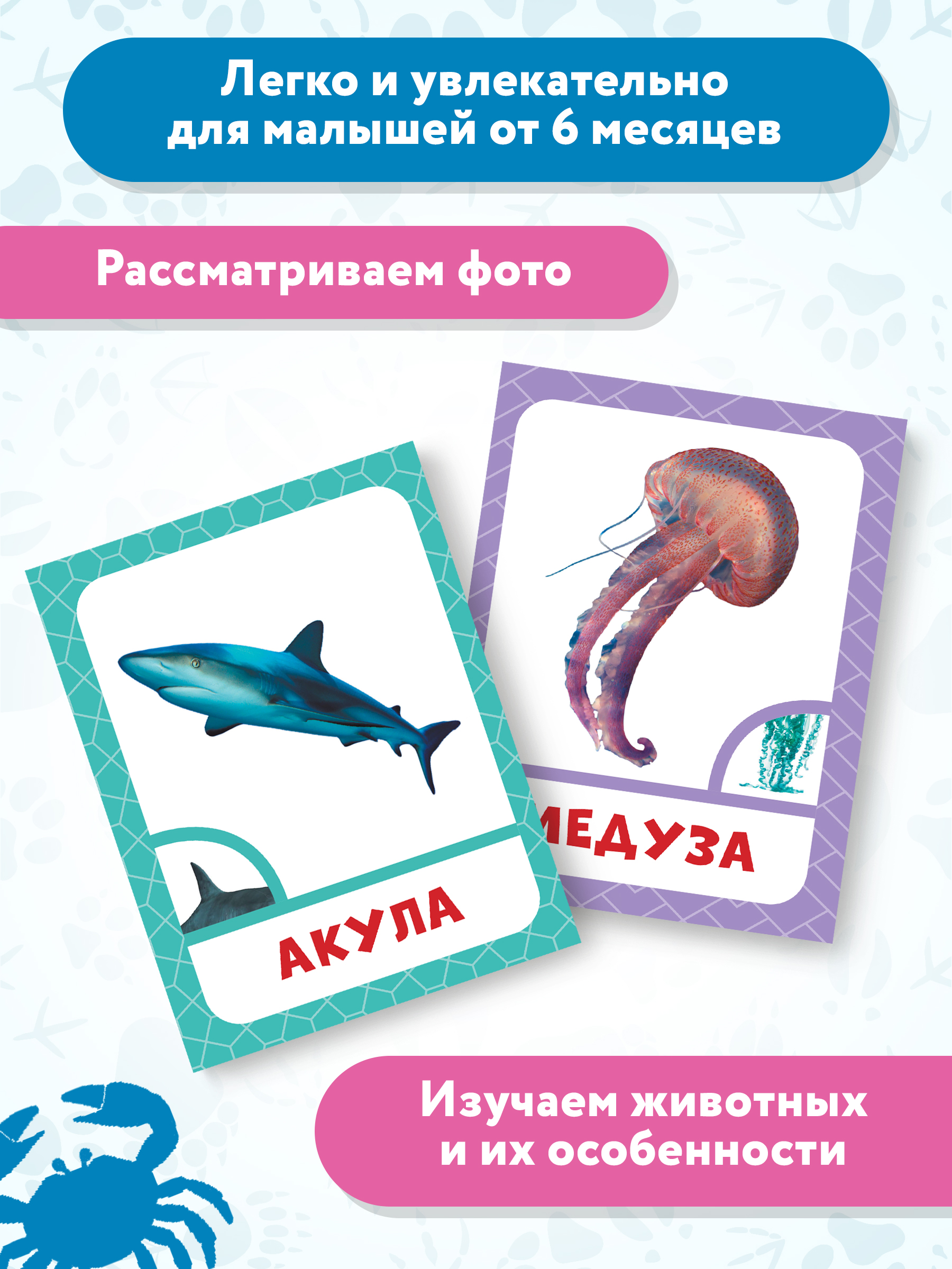 Книга Феникс Премьер Морские животные. Фотоброшюра 0+ - фото 7
