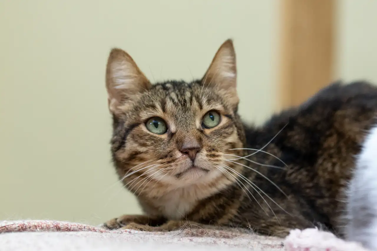 Кошка Ия - фото 4