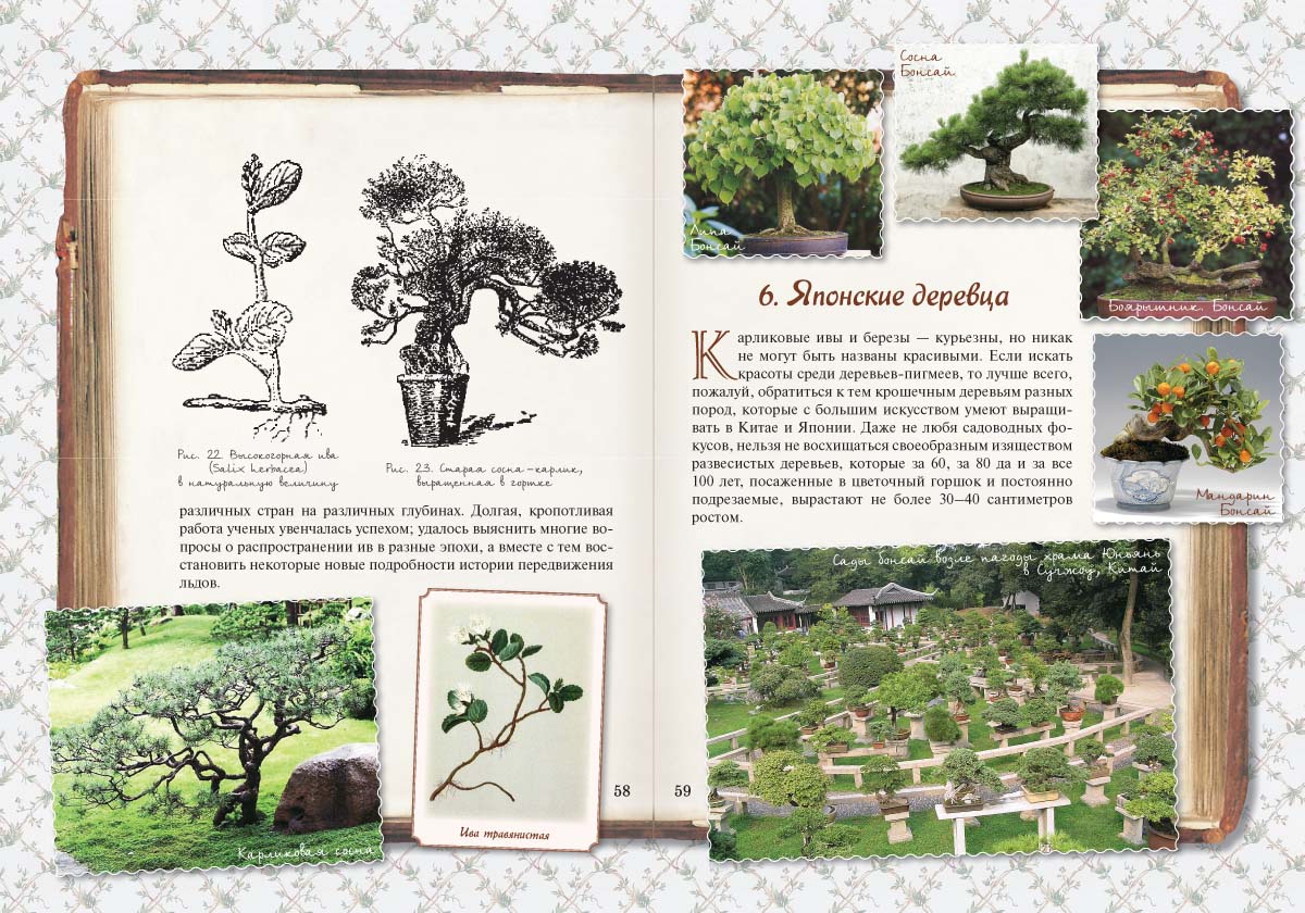 Книга Белый город Занимательная ботаника - фото 3