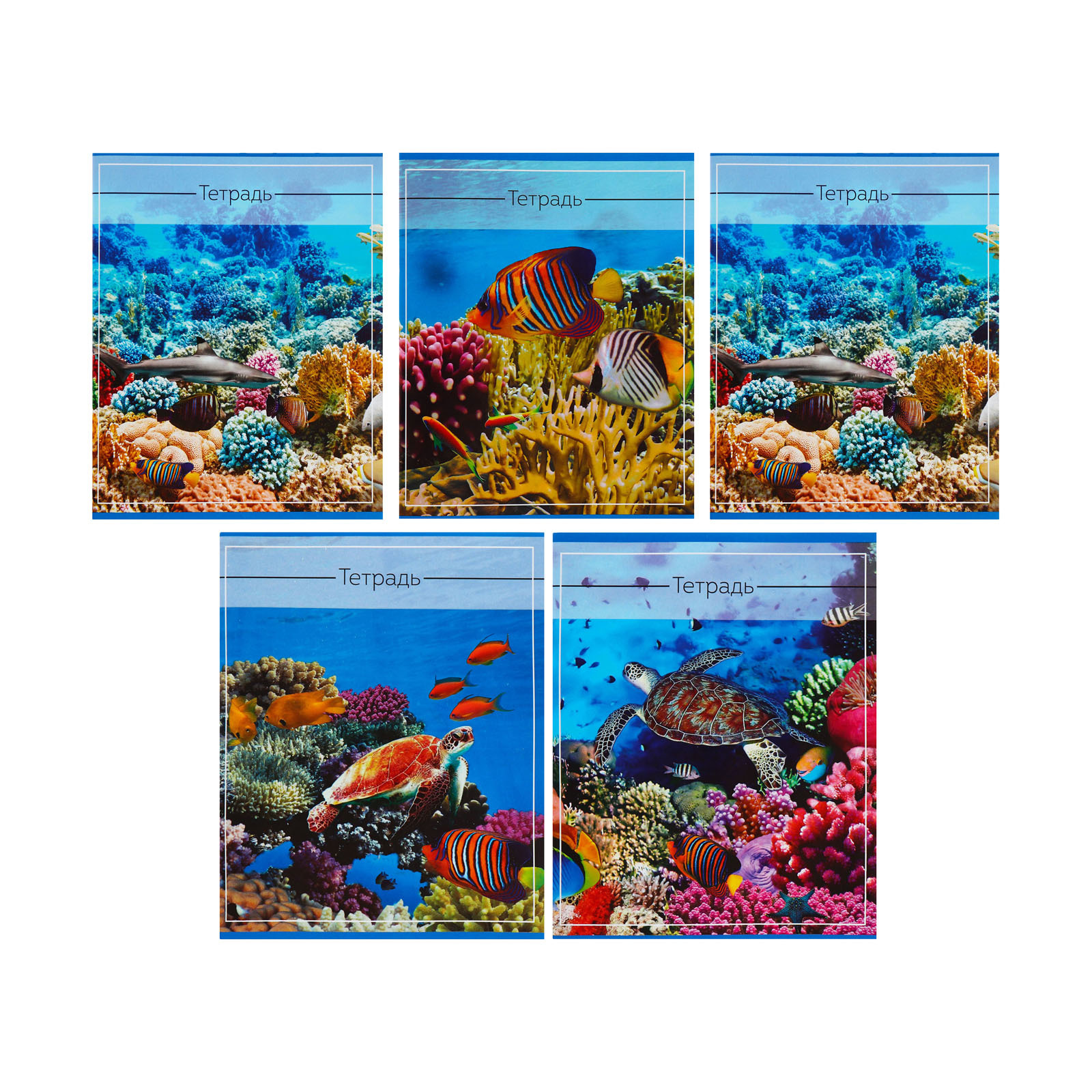 Тетрадь Calligrata клетка - фото 2