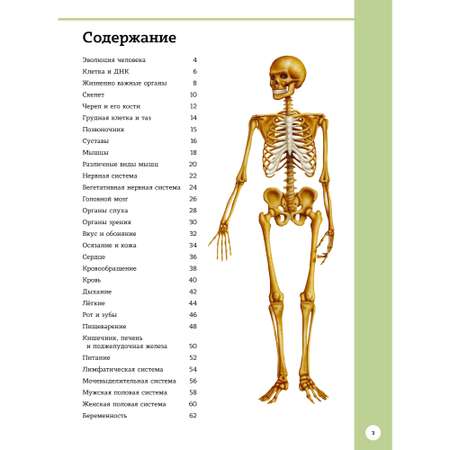 Книга Махаон Первый атлас анатомии человека Барсотти Э. Энциклопедии