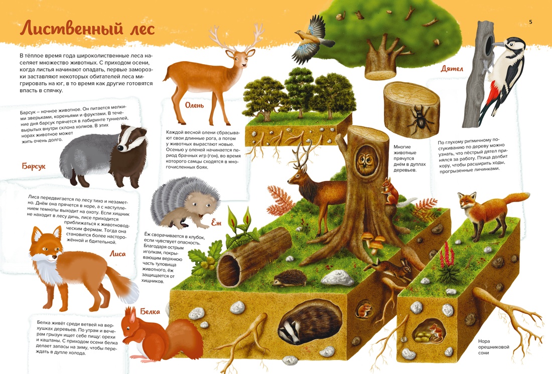 Книга Махаон Животные. Мой первый атлас в картинках. - фото 3