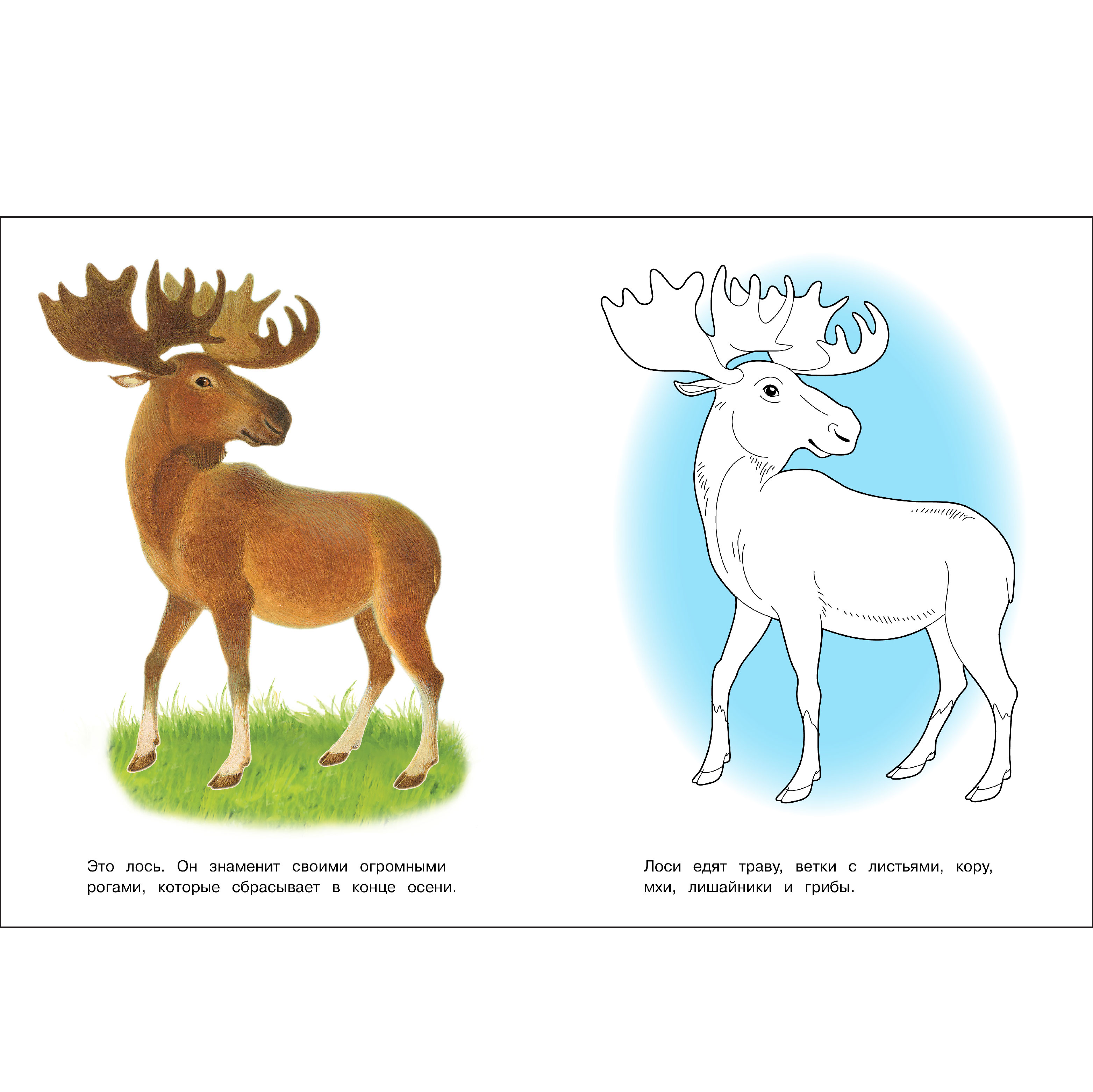 Комплект книг СТРЕКОЗА Раскраски - фото 2