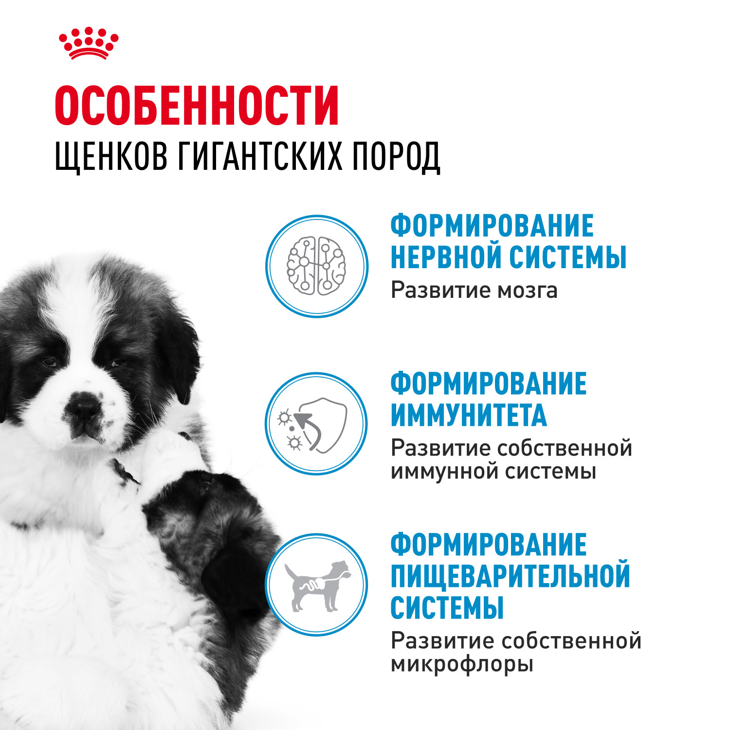 Корм для щенков ROYAL CANIN гигантских пород 2-8месяцев 3.5кг - фото 2
