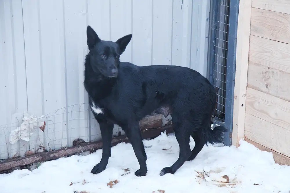 Собака Гала - фото 2
