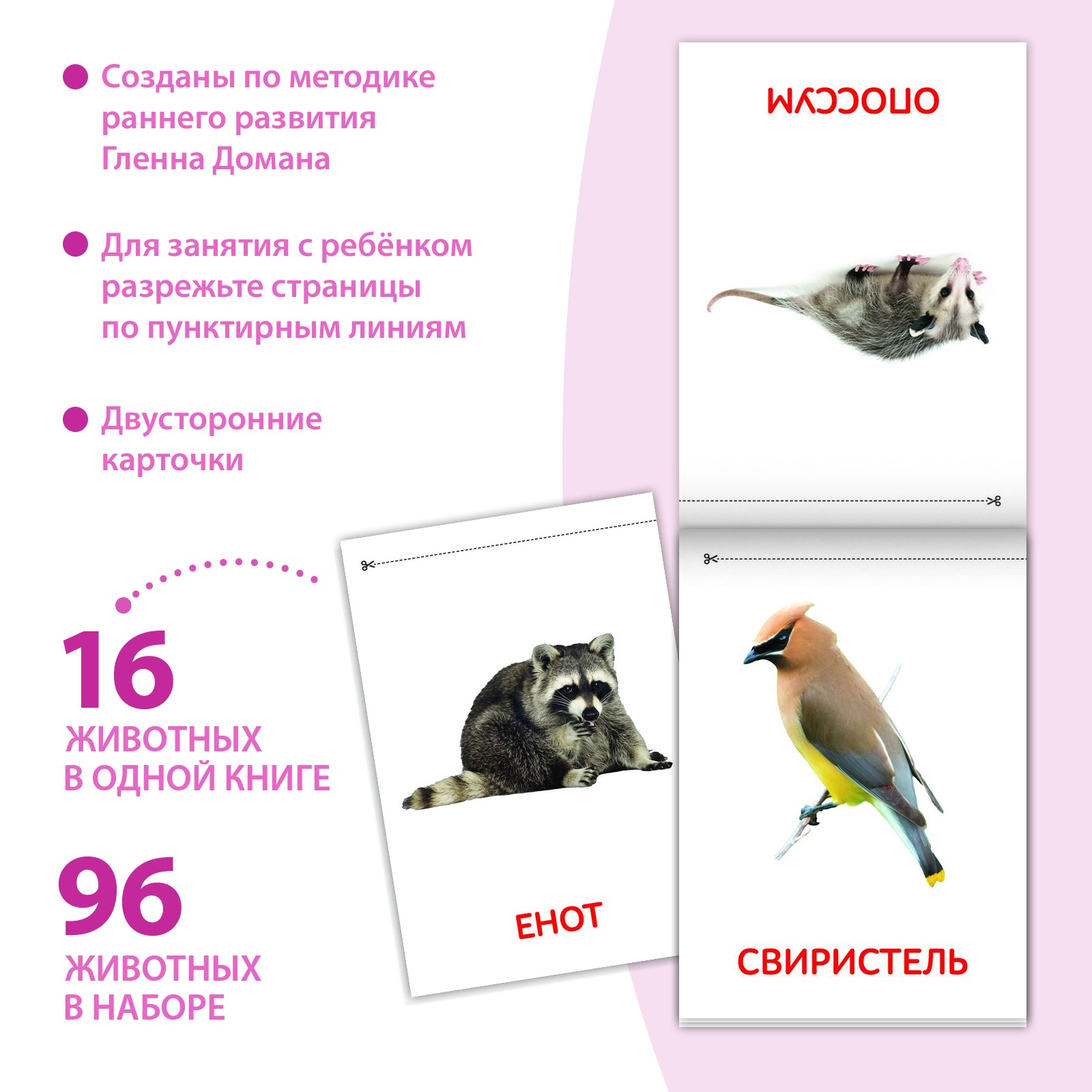 Книги Буква-ленд набор «Карточки Домана. Животные материков» 6 шт. по 20 стр. - фото 2