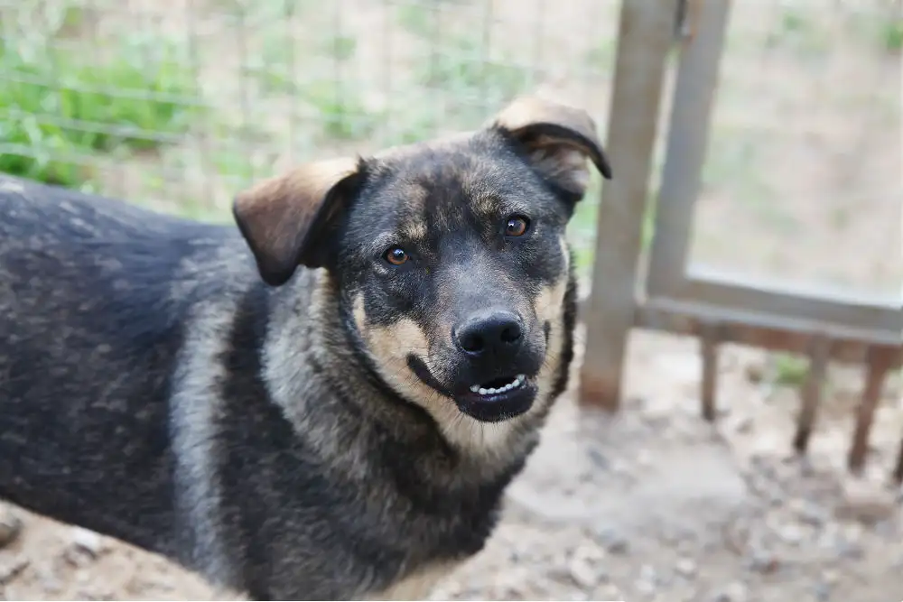 Собака Даринка - фото 4