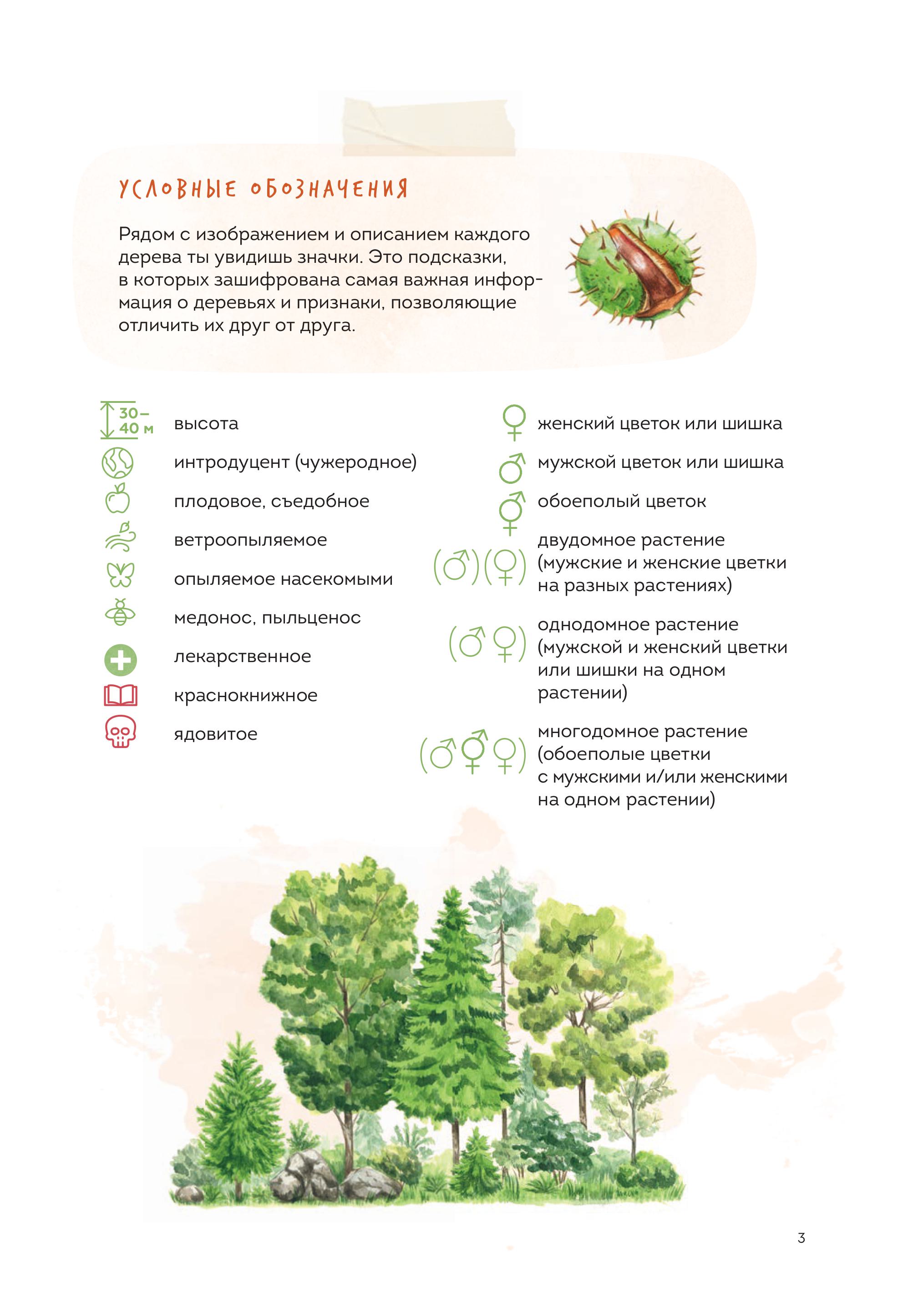 Книга МИФ Деревья. Атлас-определитель - фото 4