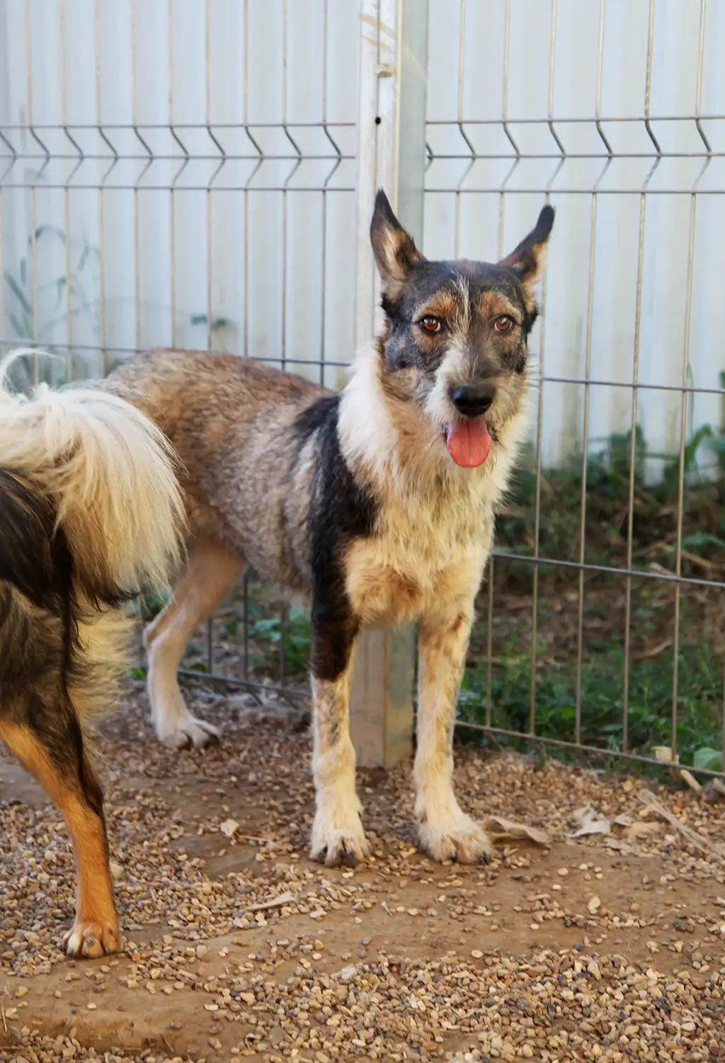 Собака Виола - фото 3