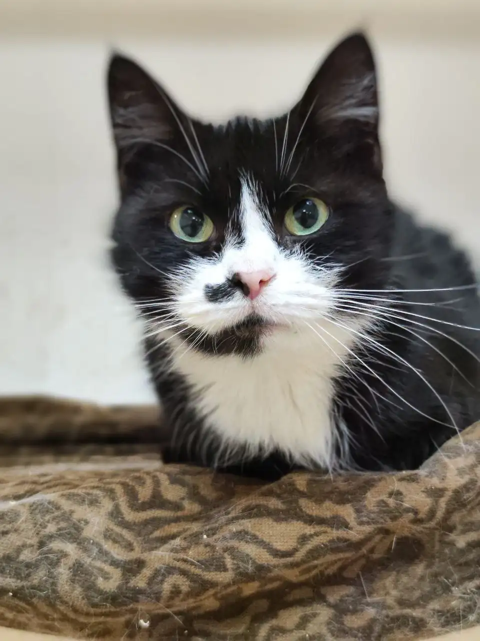 Кошка Лючия - фото 3