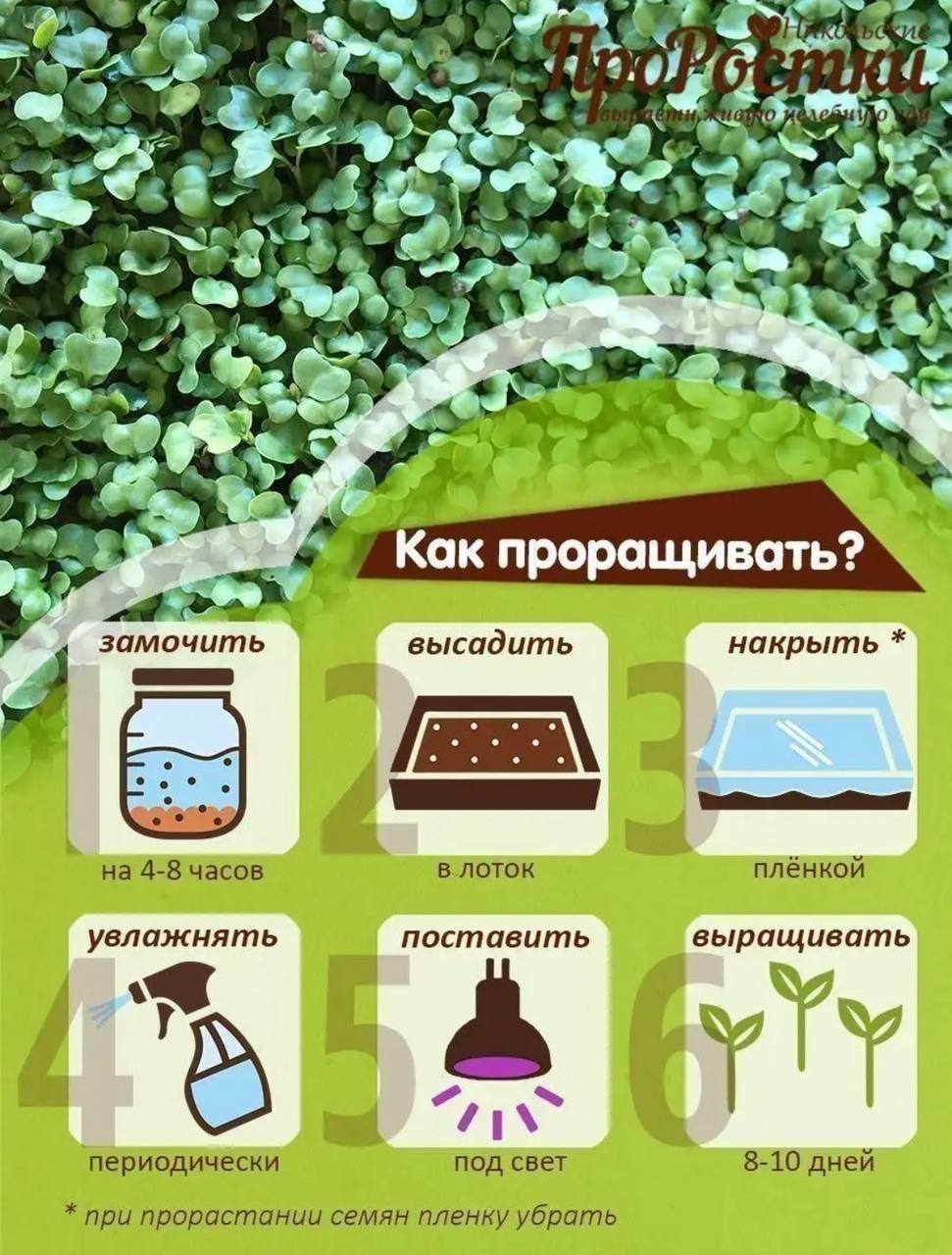 Семена для микрозелени MegaMedia брокколи - фото 8