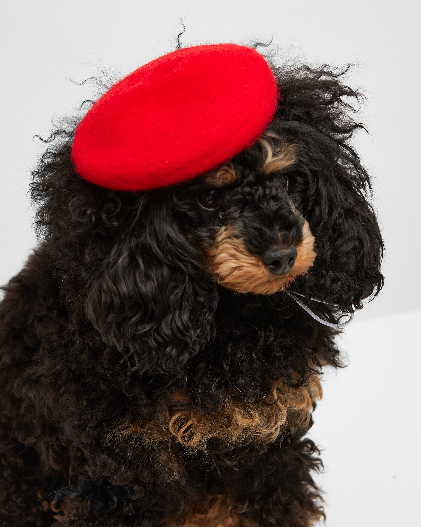 Берет для собак и кошек Зоозавр - фото 1