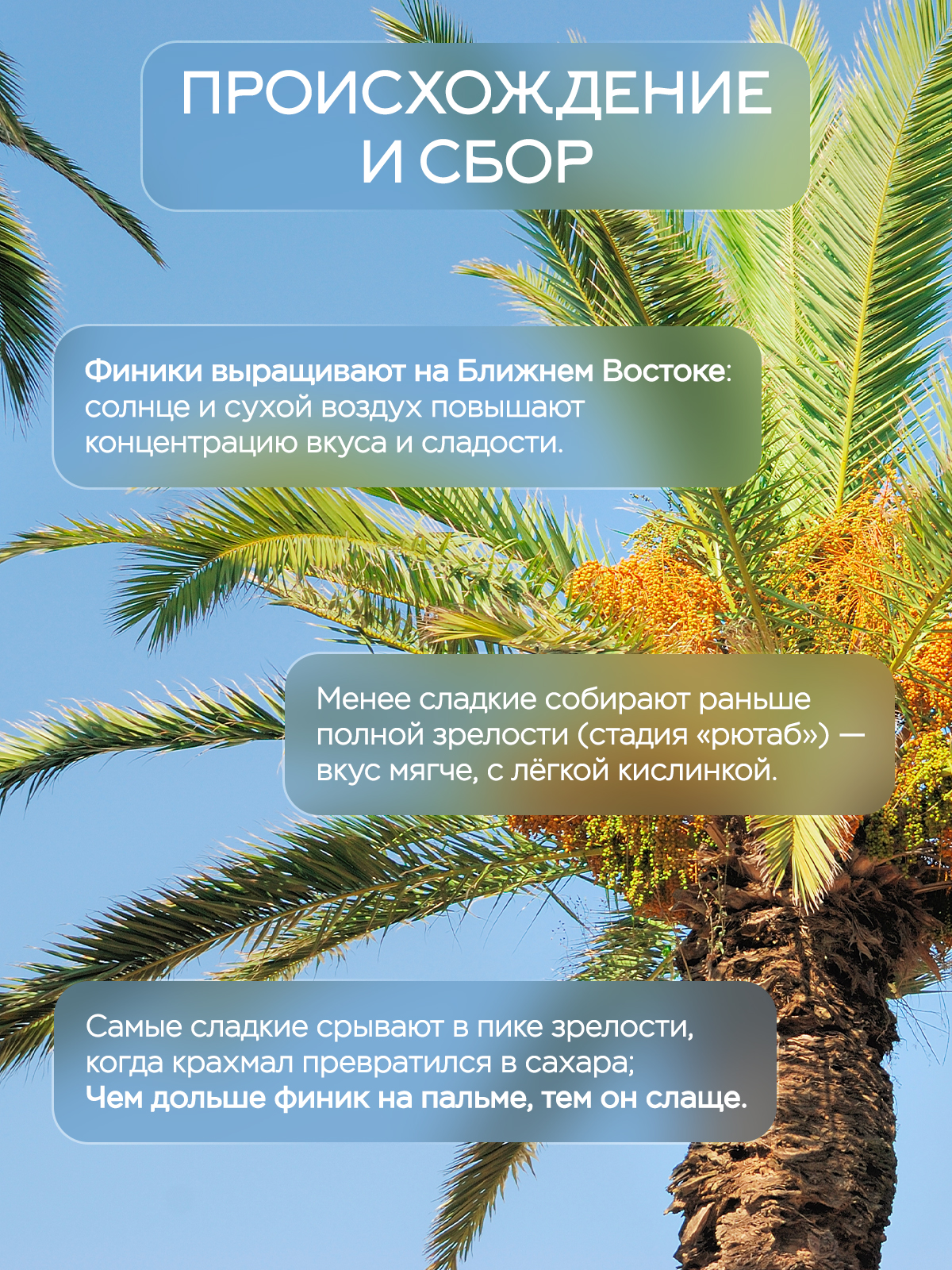 Финики королевские Narmak Израильские 1кг - фото 4