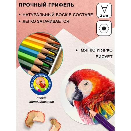 Карандаши цветные ACMELIAE 12 шт.