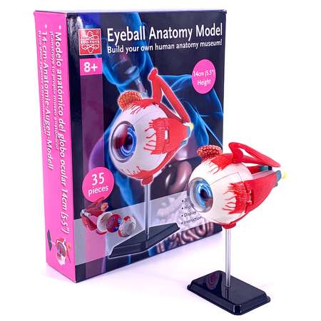 Наглядное пособие EDU-TOYS