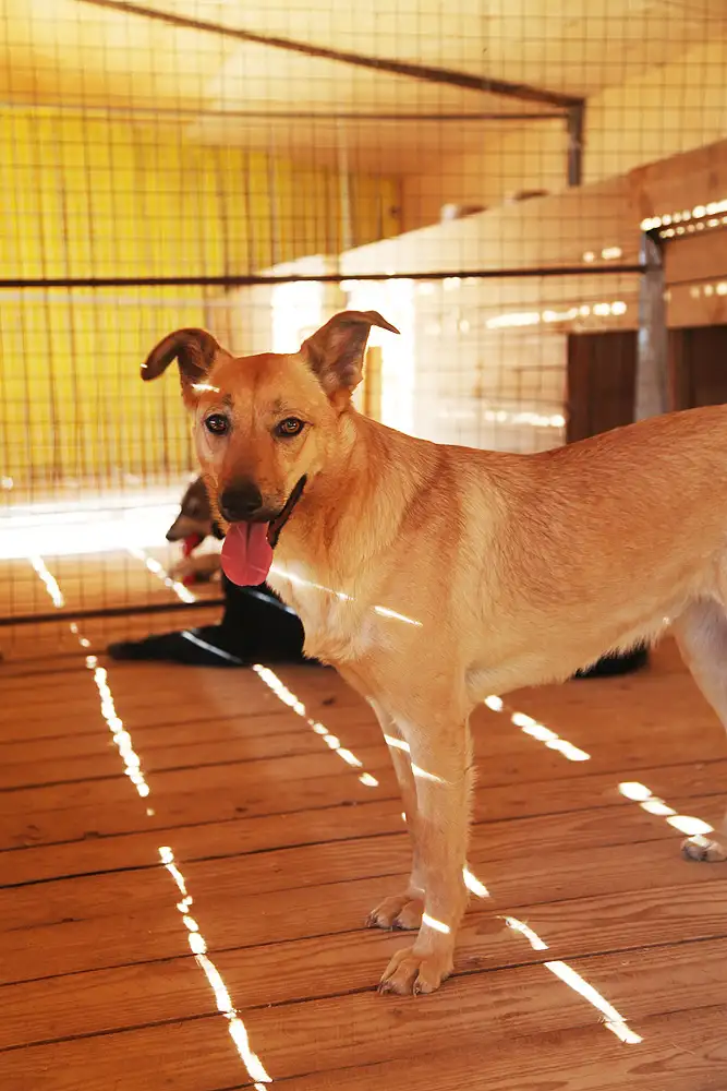 Собака Лесси - фото 3