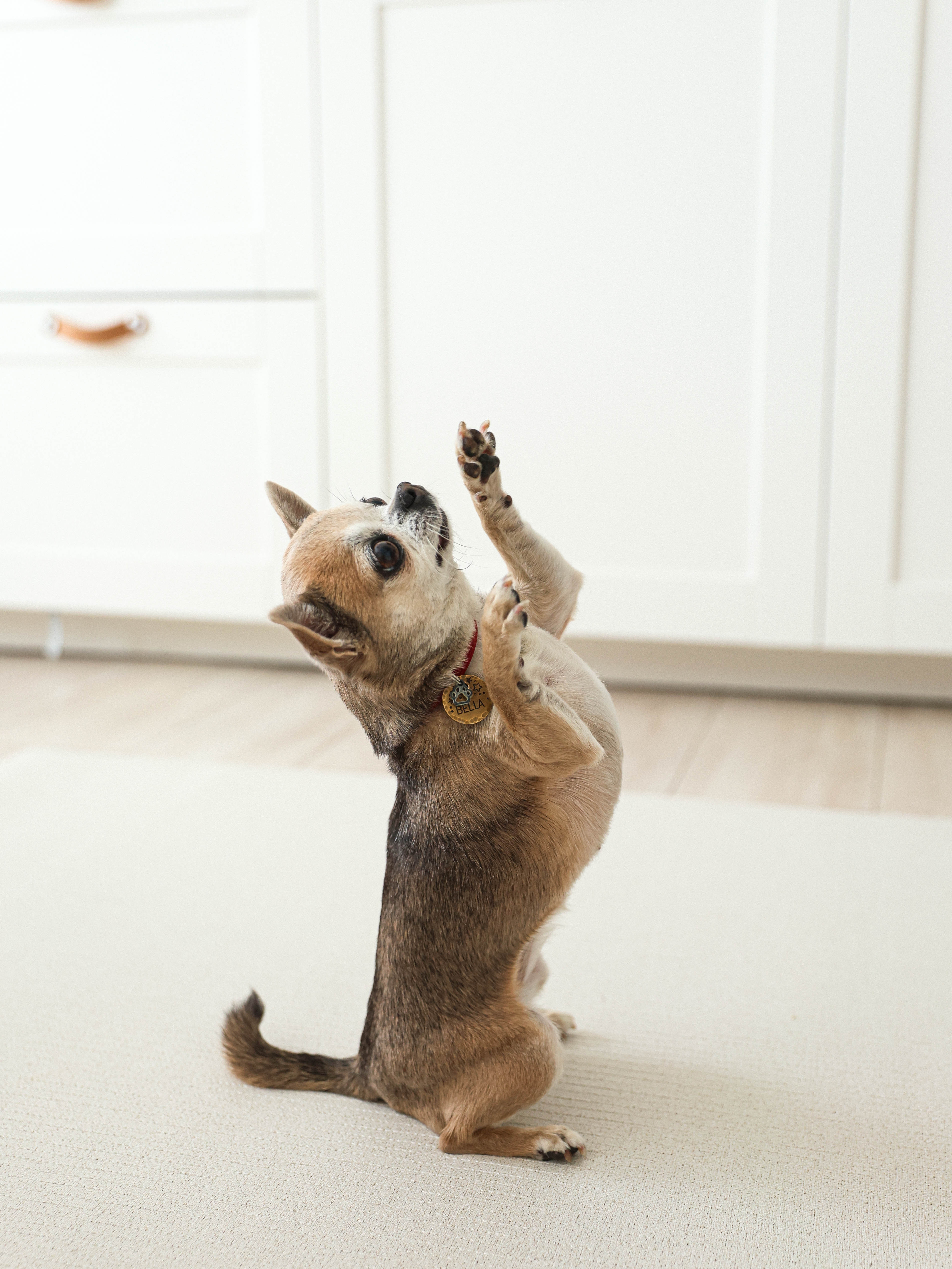 Коврик для животных Parklon Cushion 140х100х0,5см - фото 3