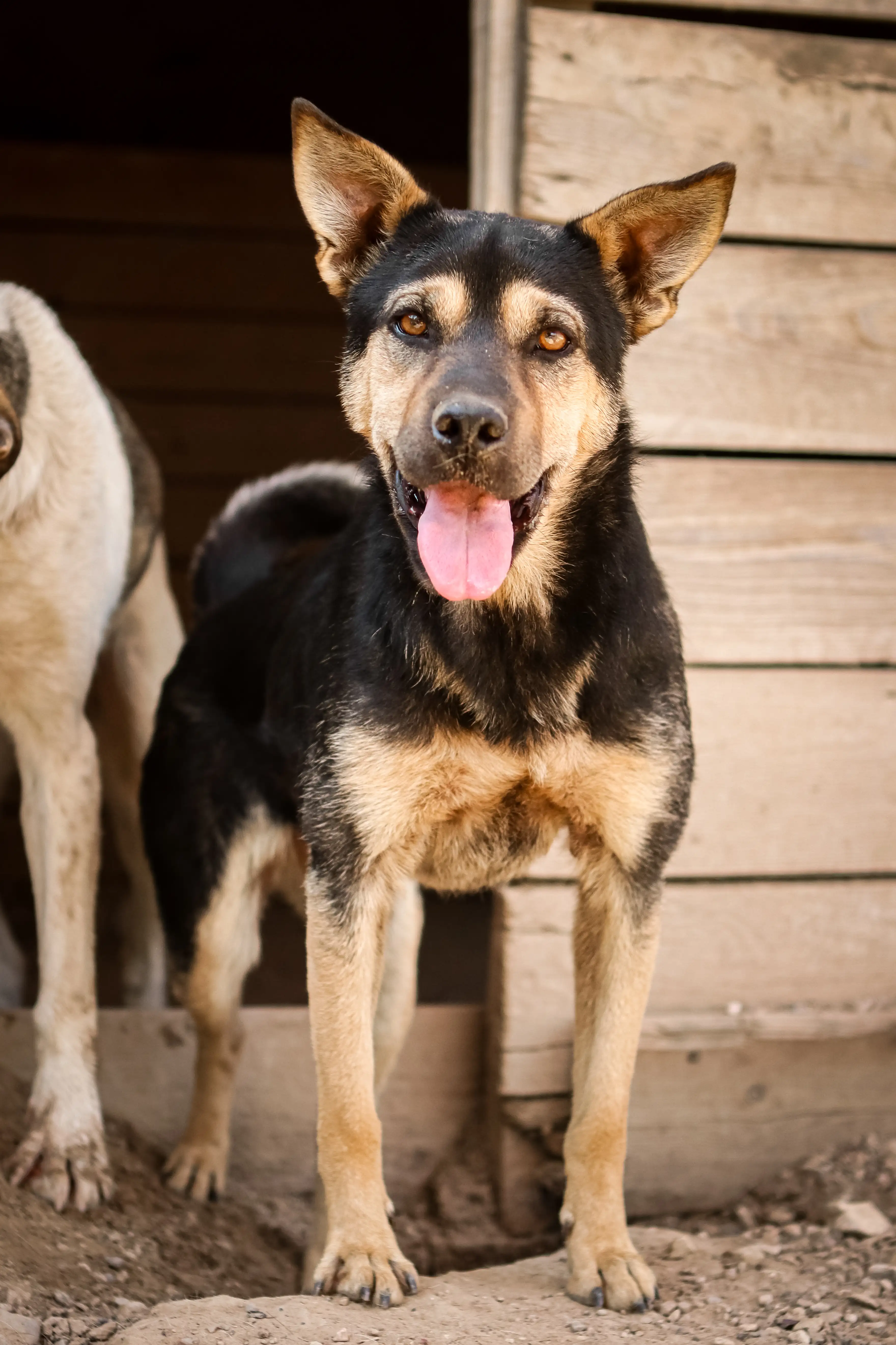 Собака Гуся - фото 5